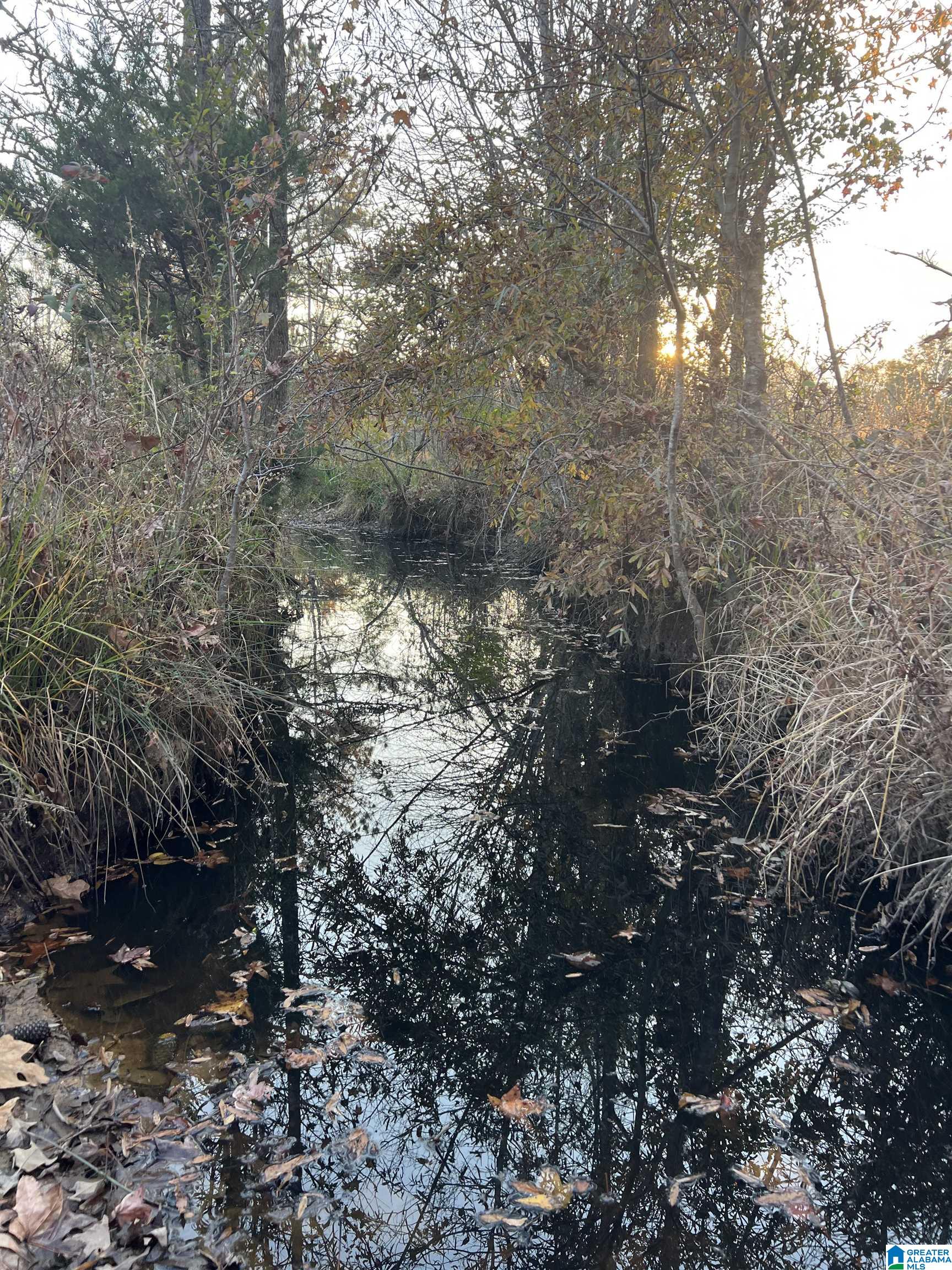 11-acres Risers Mill Road, Unit 11 ACRES Alpine, AL 35014 - Photo 8 of 23
