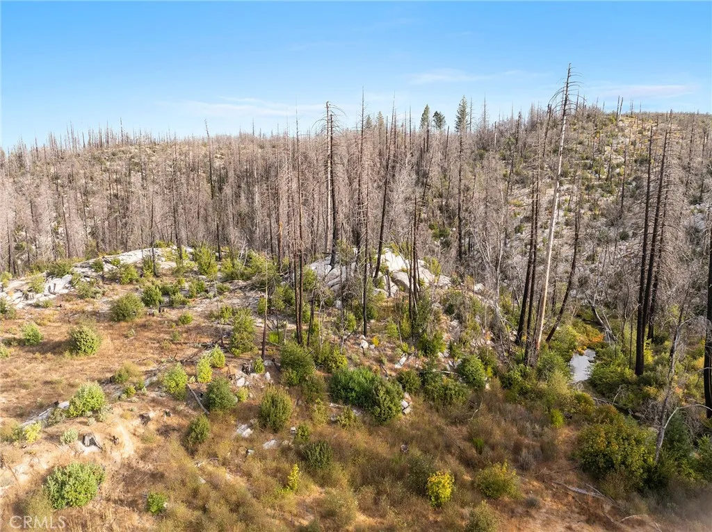 0 Gamble Road Berry Creek, CA 95916 - Photo 18 of 27 a view of a large yard with large trees