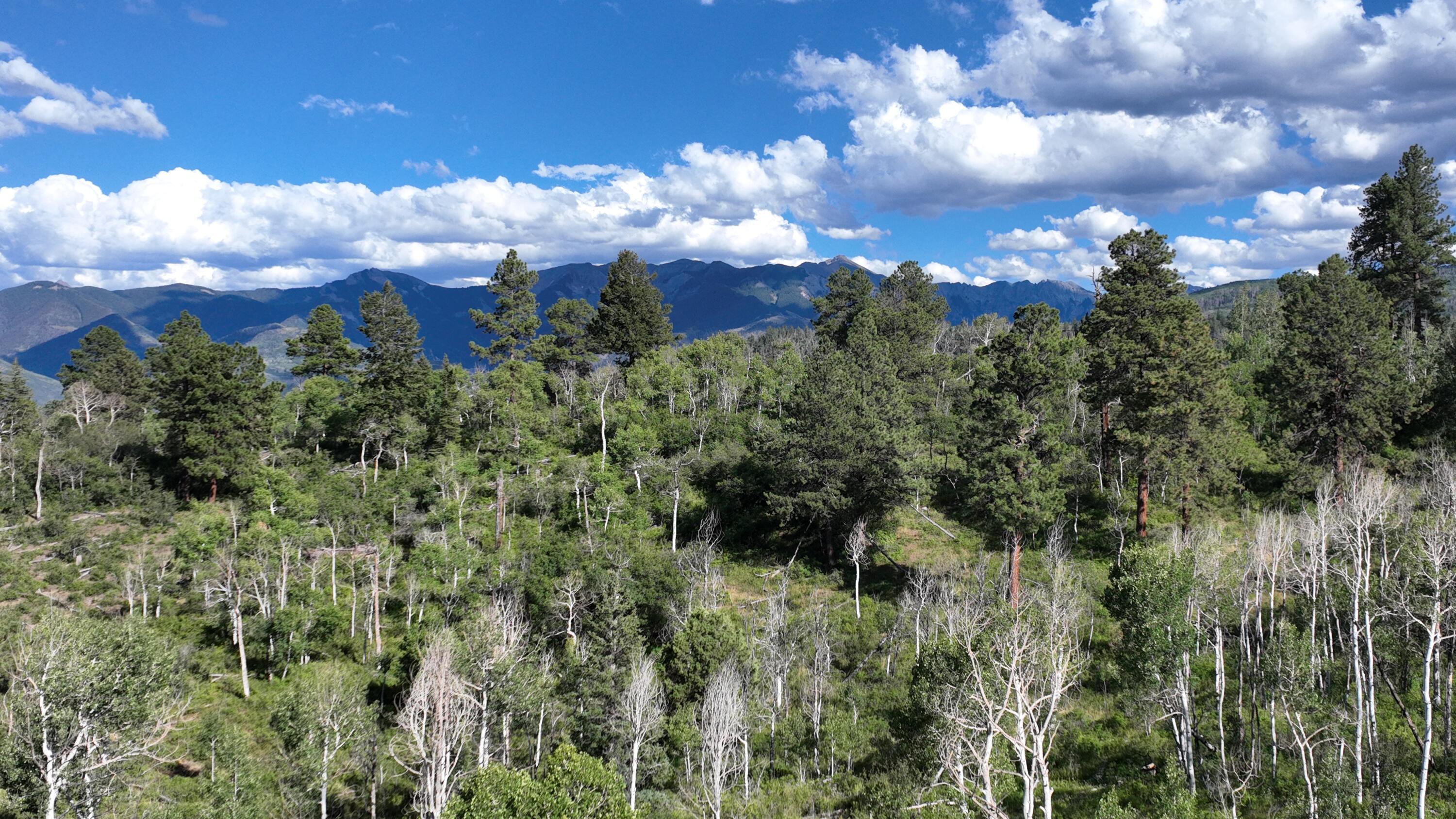 10 Valley View Road Ridgway, CO 81432 - Photo 29 of 33 a view of a bunch of trees in a yard