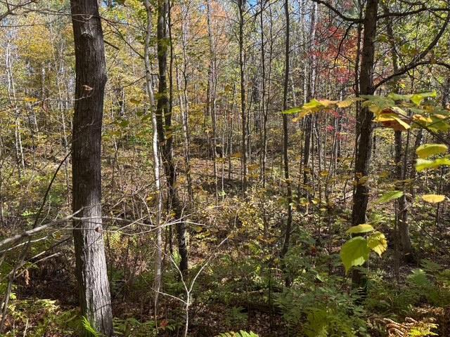 12 County Road 12 Akeley, MN 56433 - Photo 5 of 8