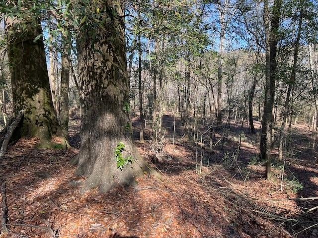 55-ac Cool Springs Road Opp, AL 36467 - Photo 3 of 30 Gallery Image 3
