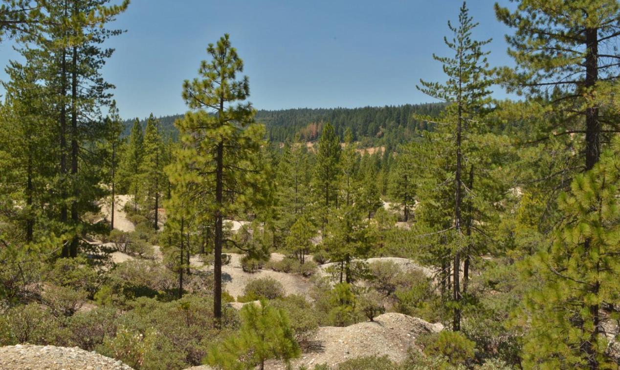 13676 Sailor Flat Road Nevada City, CA 95959 - Photo 16 of 47