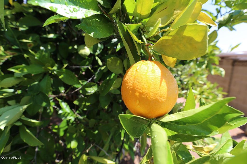 6425 East Adobe Road Mesa, AZ 85205 - Photo 21 of 21 21 - Fresh citrus!