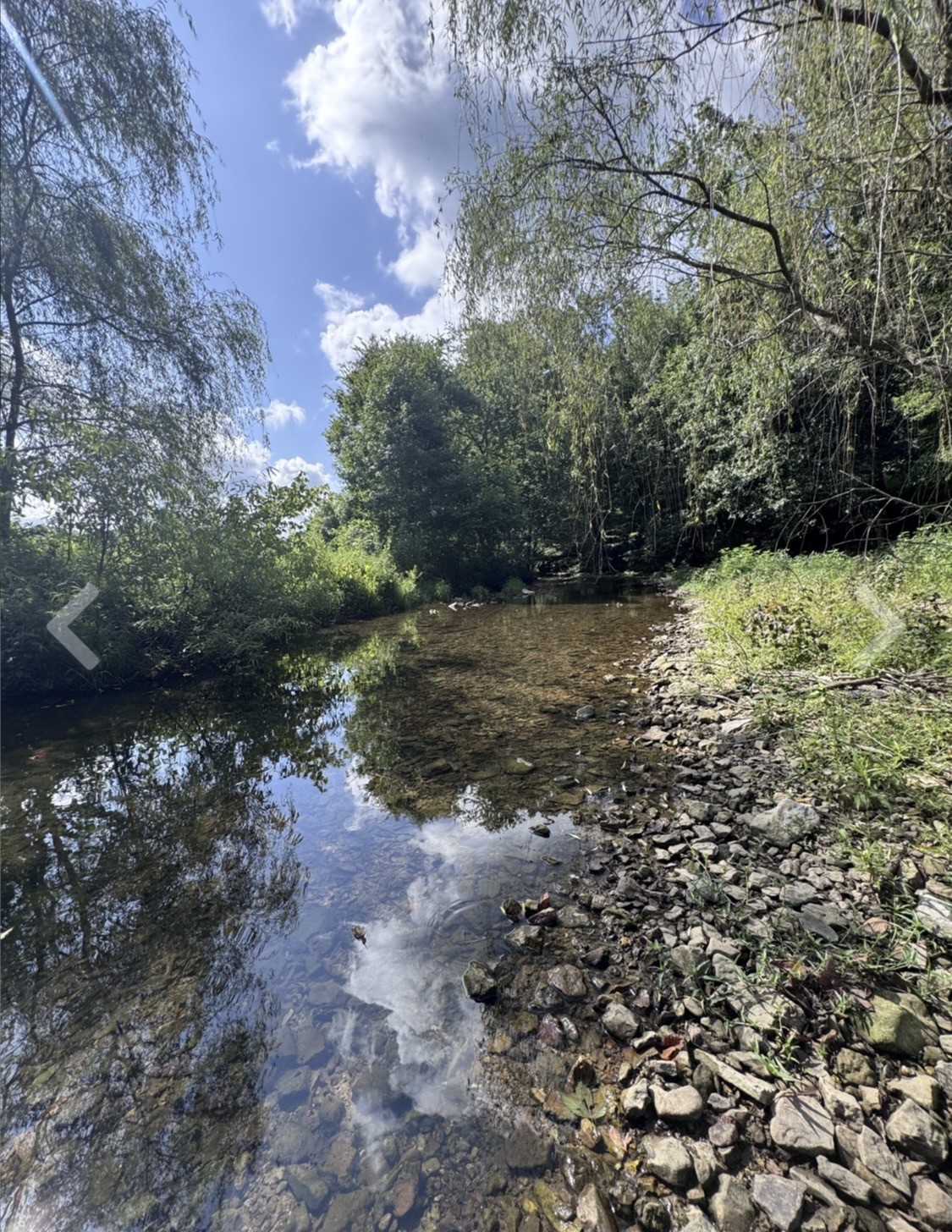 3310 Dog Branch Road Prospect, TN 38477 - Photo 27 of 49 a view of a yard with a tree