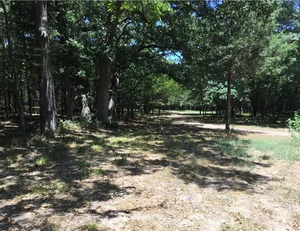 a view of a large tree with a yard