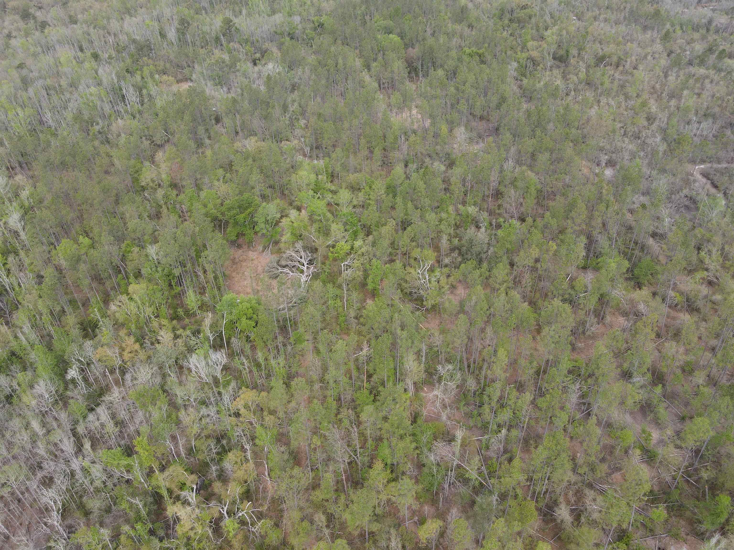 870 Southwest San Pedro Road Madison, FL 32340 - Photo 22 of 44