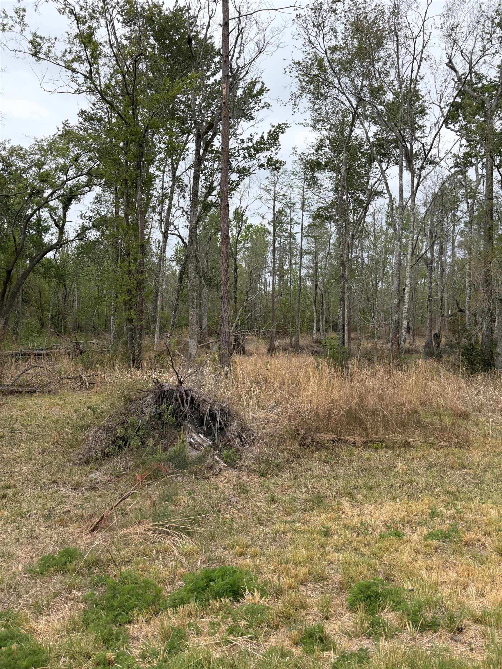 870 Southwest San Pedro Road Madison, FL 32340 - Photo 33 of 44