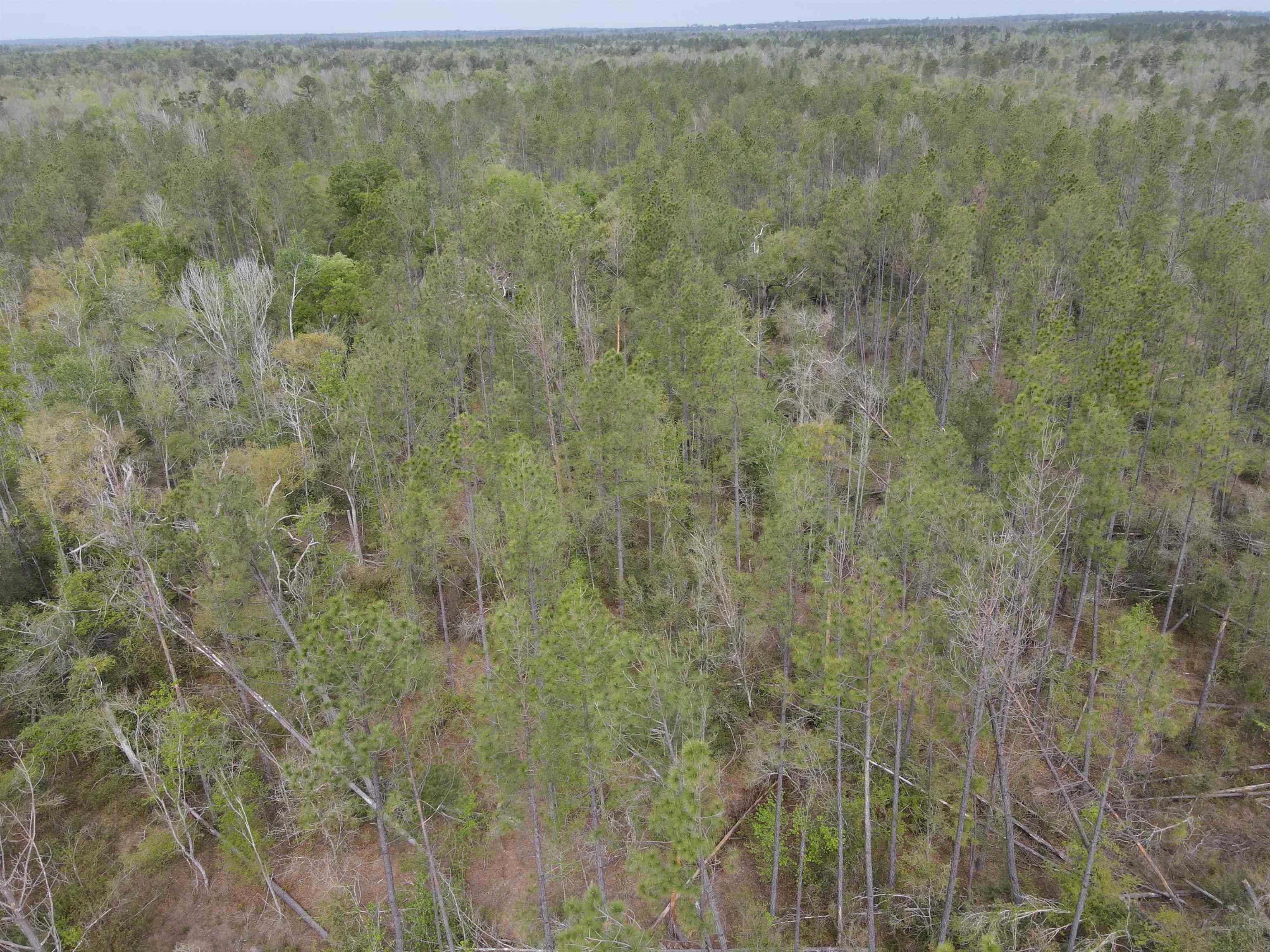 870 Southwest San Pedro Road Madison, FL 32340 - Photo 9 of 44