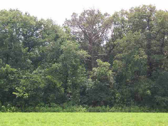 0 Dean Road Chadwick, IL 61014 - Photo 3 of 3 a view of a field with trees in background