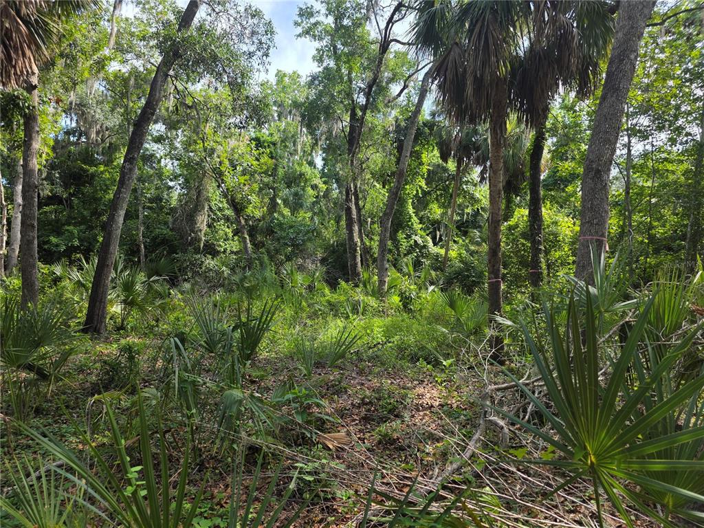 4876 Rambling River Road Brandon, FL 33511 - Photo 6 of 10 a view of a lush green forest