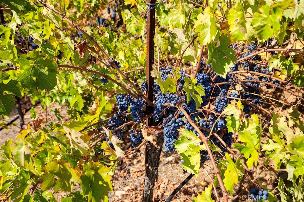 38575 Vía Vista Grande Murrieta, CA 92562 - Photo 28 of 73