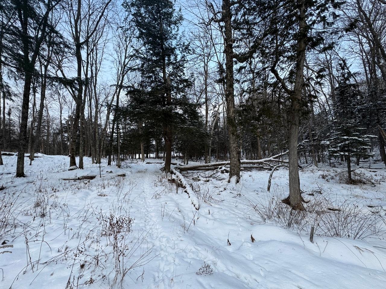 1-csm457 Fisher Lake Road Mercer, WI 54547 - Photo 6 of 13 Gallery Image 6