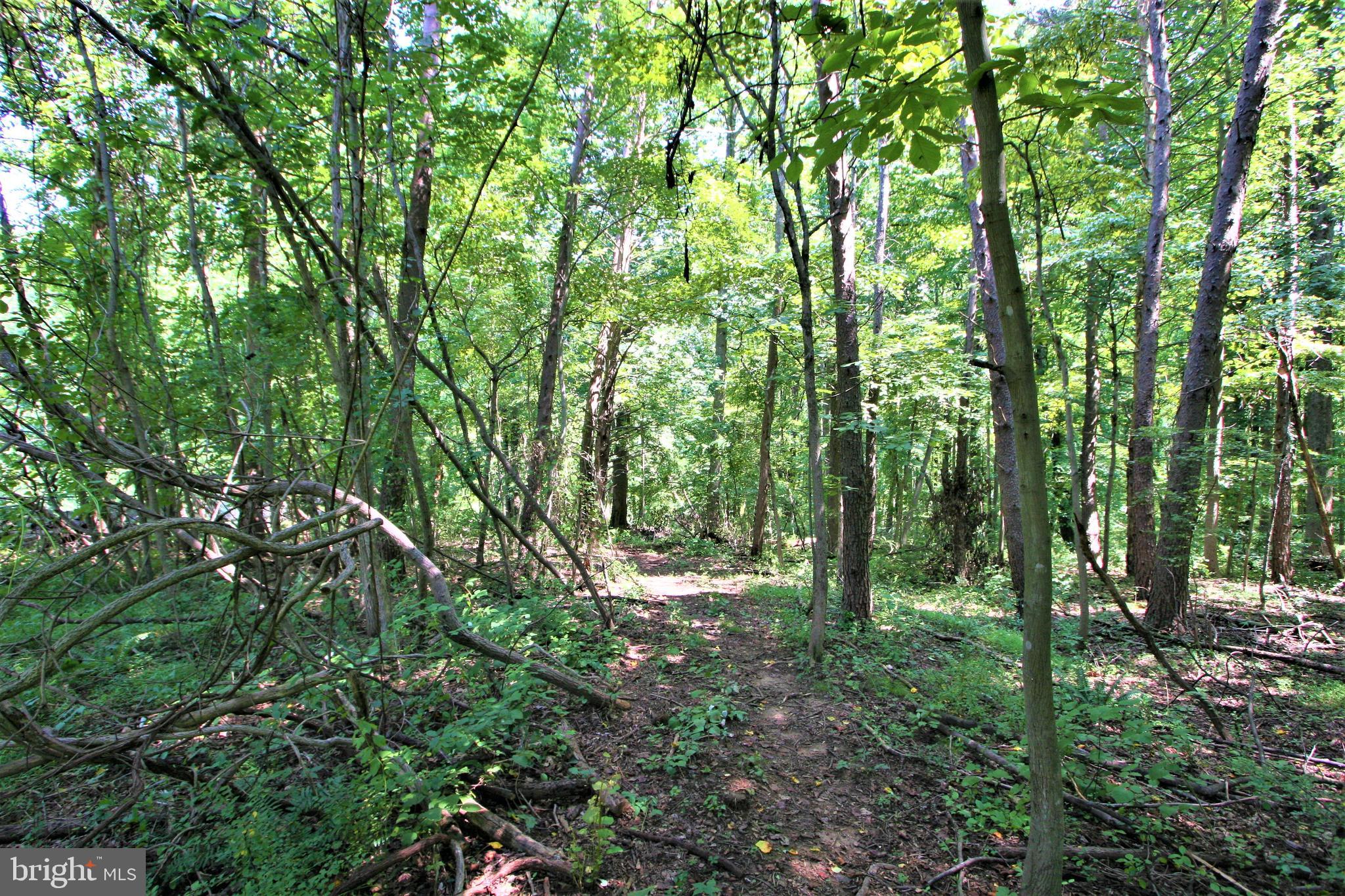2104 Sahalea Terrace Silver Spring, MD 20905 - Photo 11 of 15 Enjoy the quiet lot