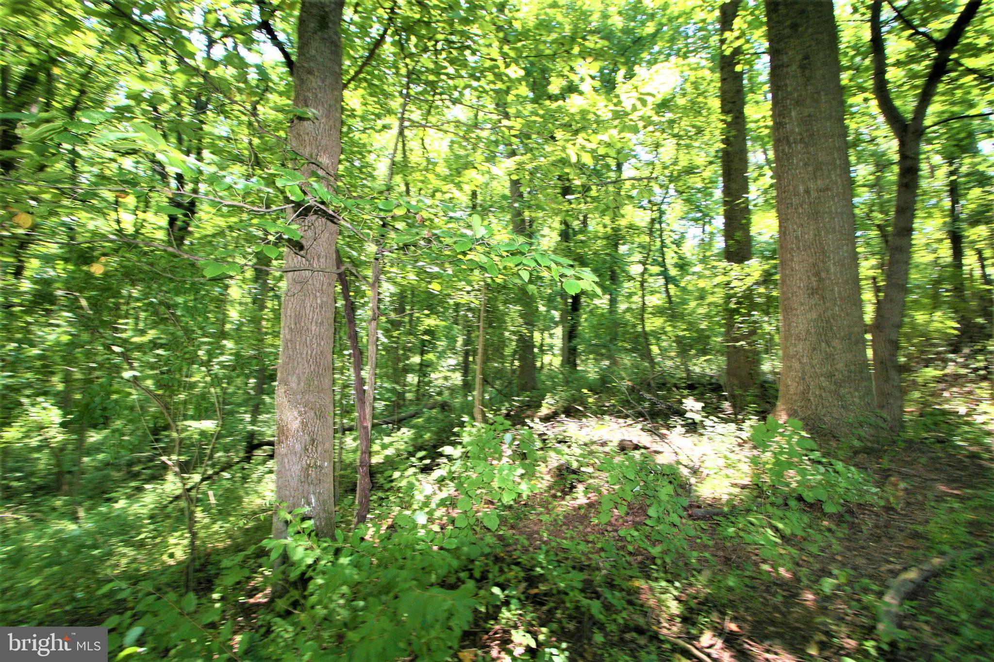 2104 Sahalea Terrace Silver Spring, MD 20905 - Photo 7 of 15 Septic exists on property