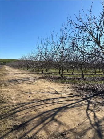 a view of dirt yard with a tree