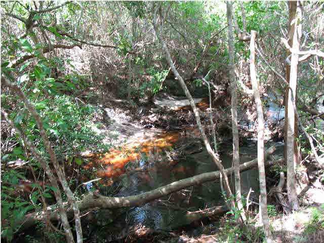 2555 Valley Road Navarre, FL 32566 - Photo 23 of 24 ENJOY NATURE RIGHT IN YOUR OWN BACKYARD
