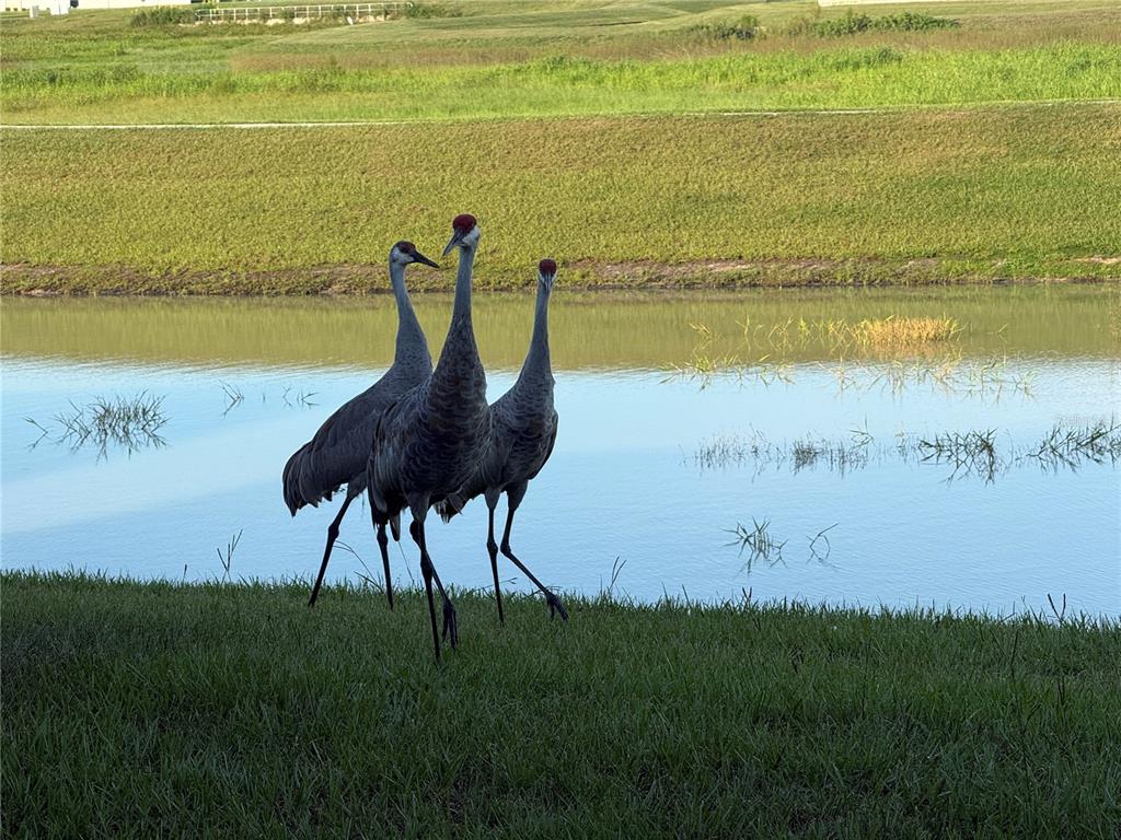 10958 Rustic Timber Loop San Antonio, FL 33576 - Photo 43 of 44