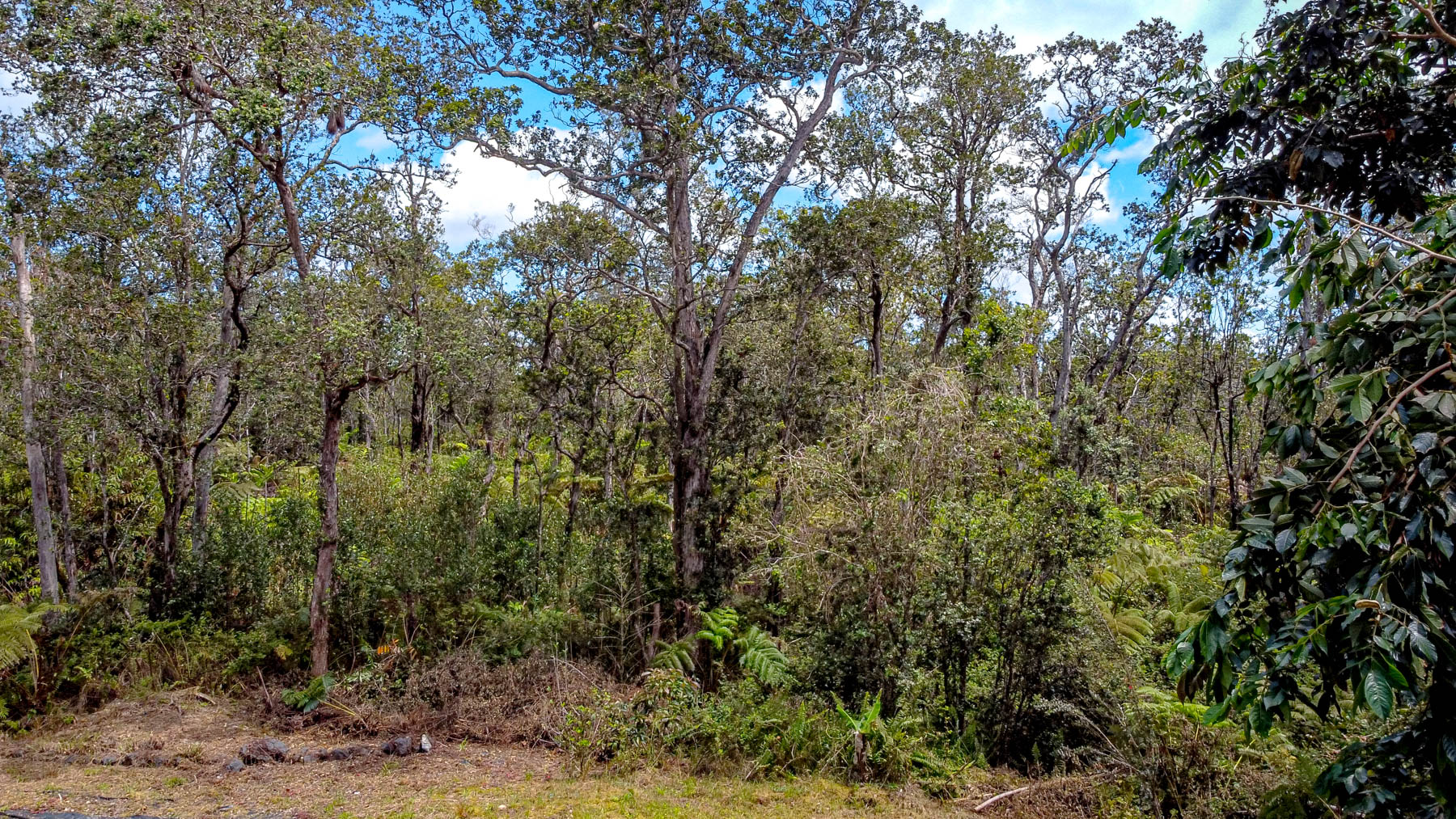 11-3121 Hoolehua Road Volcano, HI 96785 - Photo 16 of 29