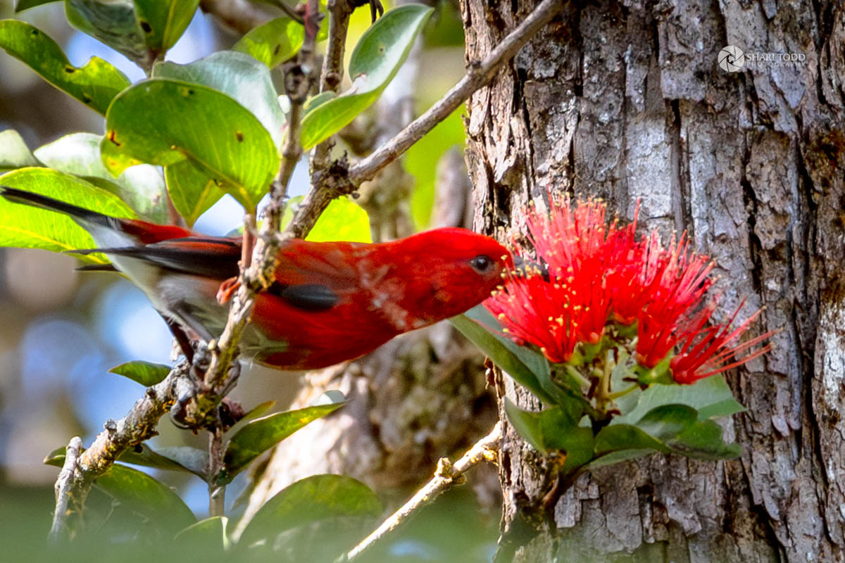 11-3121 Hoolehua Road Volcano, HI 96785 - Photo 17 of 29
