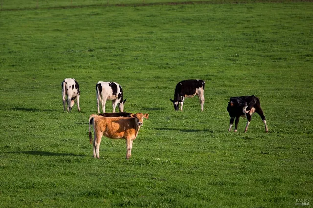 $1,389,000 | 246 Edinburgh Lane, Petaluma, CA 94952