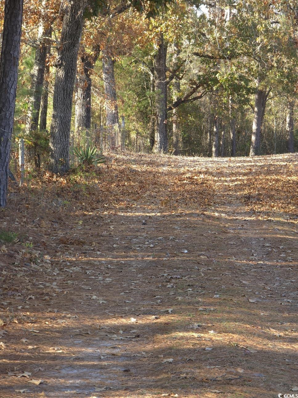 150 Landmark Road Conway, SC 29527 - Photo 34 of 35 View of woods