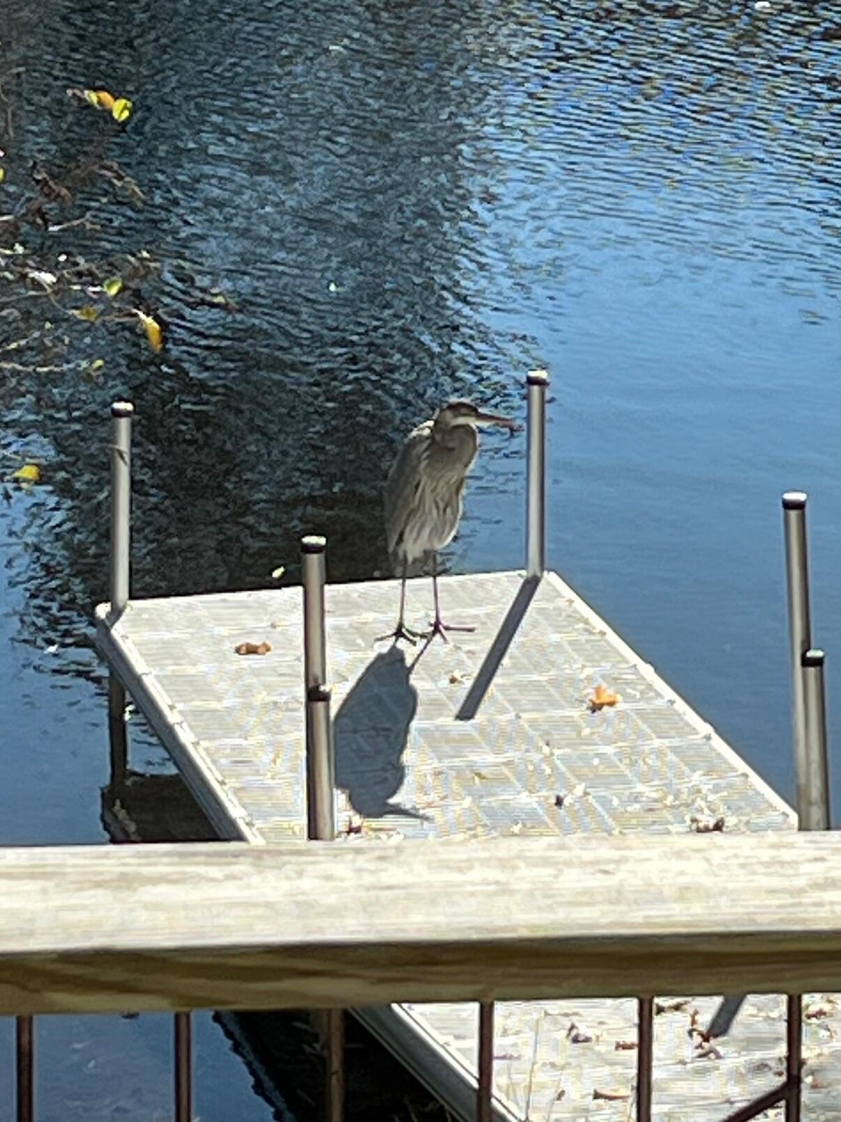 83 Lake Drive Centerville, MA 02632 - Photo 3 of 40 IMG_7126