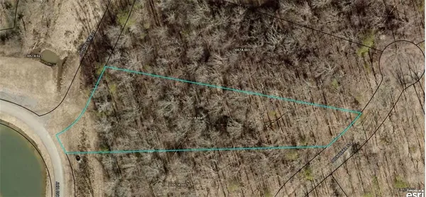 a close up of a tree