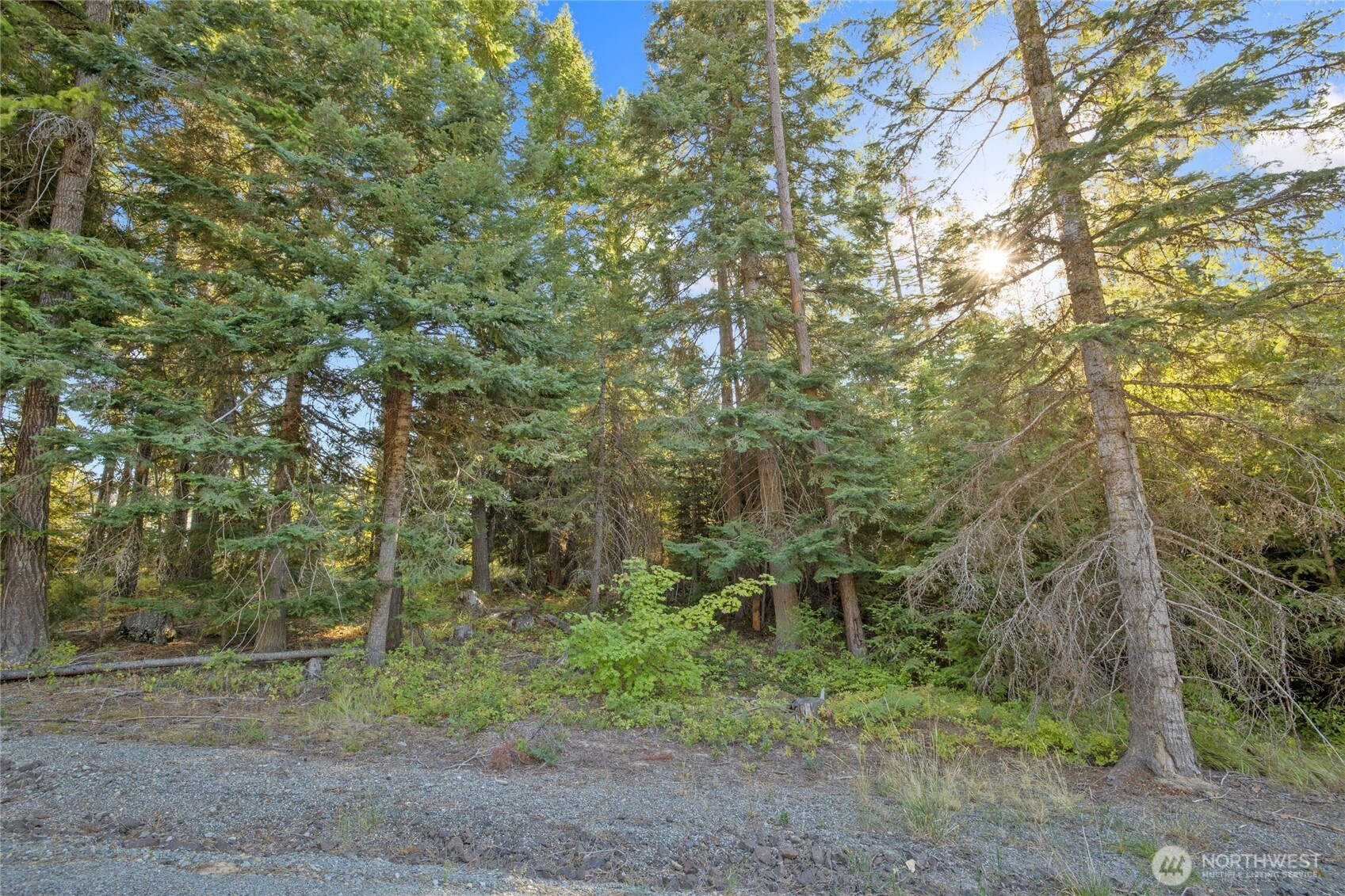 1000 R&R Hts Drive Roslyn, WA 98941 - Photo 3 of 23 a view of a forest filled with trees