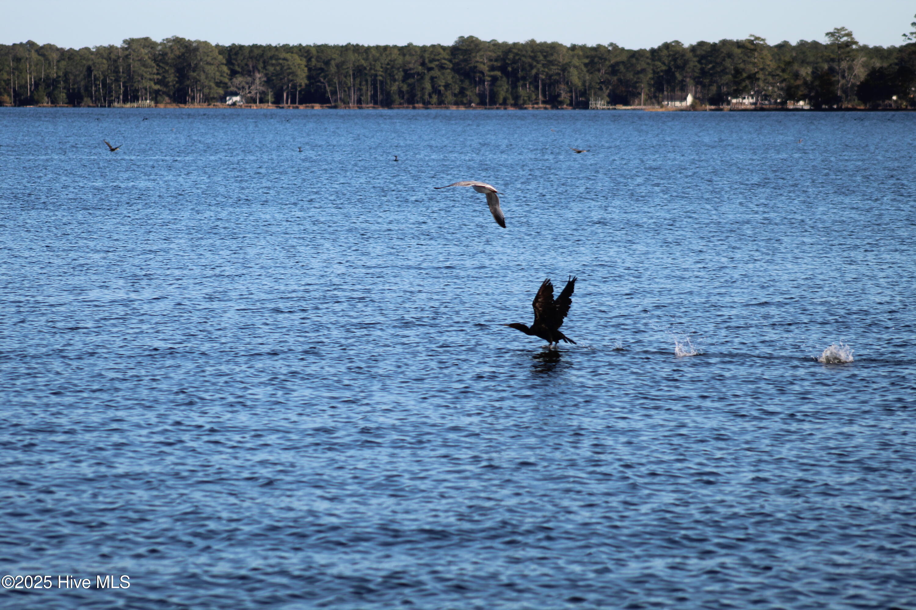 113 Waterway Road Havelock, NC 28532 - Photo 12 of 17 Lots of wildlife!