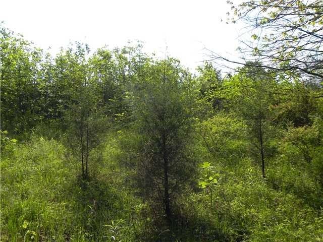 0 Buffalo Pike Freetown, IN 47235 - Photo 2 of 2