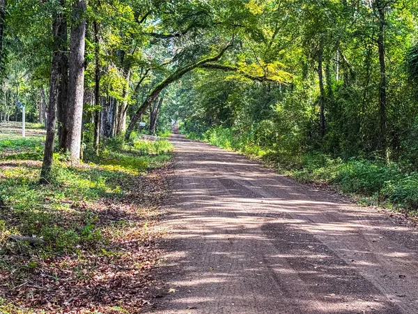 a view of a yard with plants and large trees