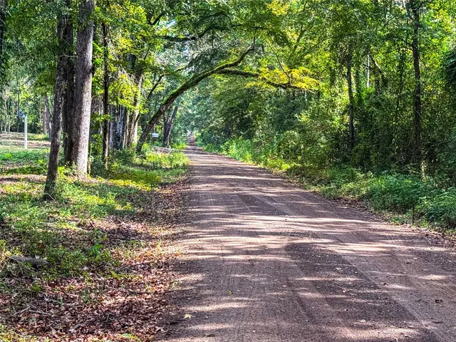 a view of a yard with plants and large trees