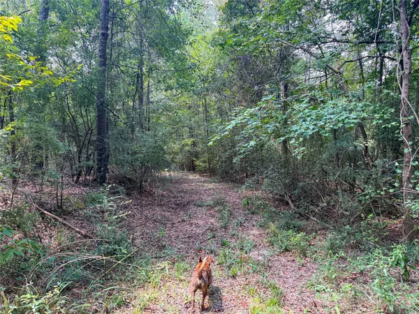 a view of a forest that has a tree
