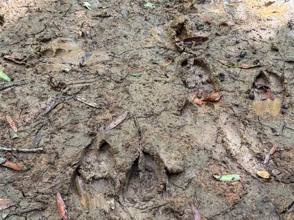 a view of a green field with trees