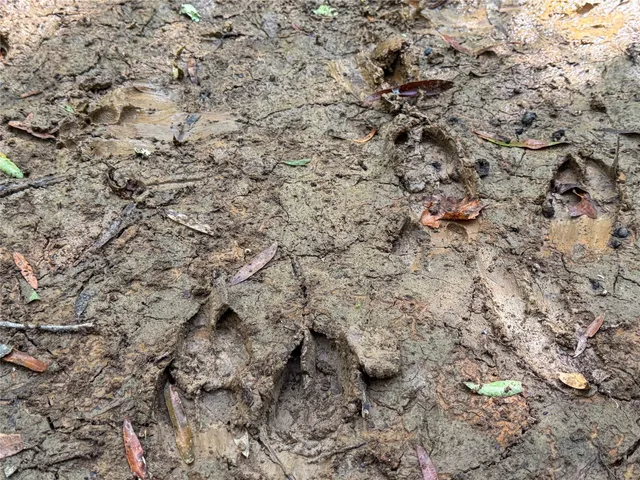 a view of a green field with trees
