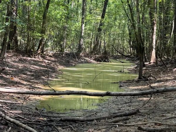 a view of a forest with trees in the background