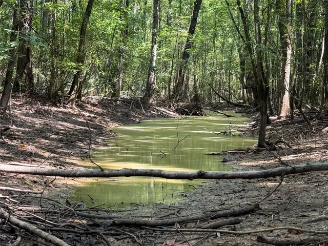 a view of a forest with trees in the background