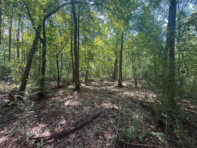 a view of a forest with trees