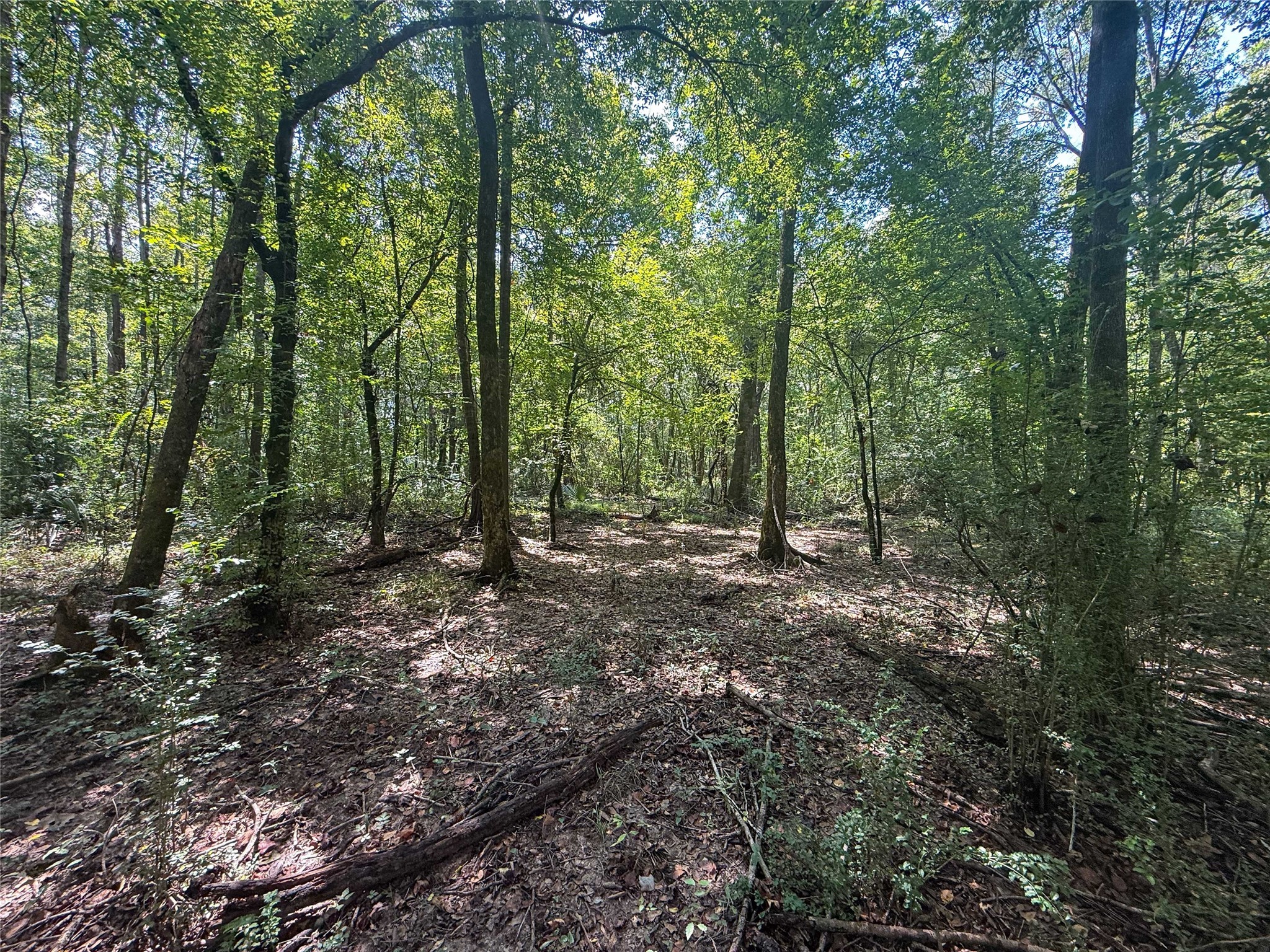 0 County Road 4111 Timpson, TX 75975 - Photo 17 of 18 a view of a forest with trees in the background
