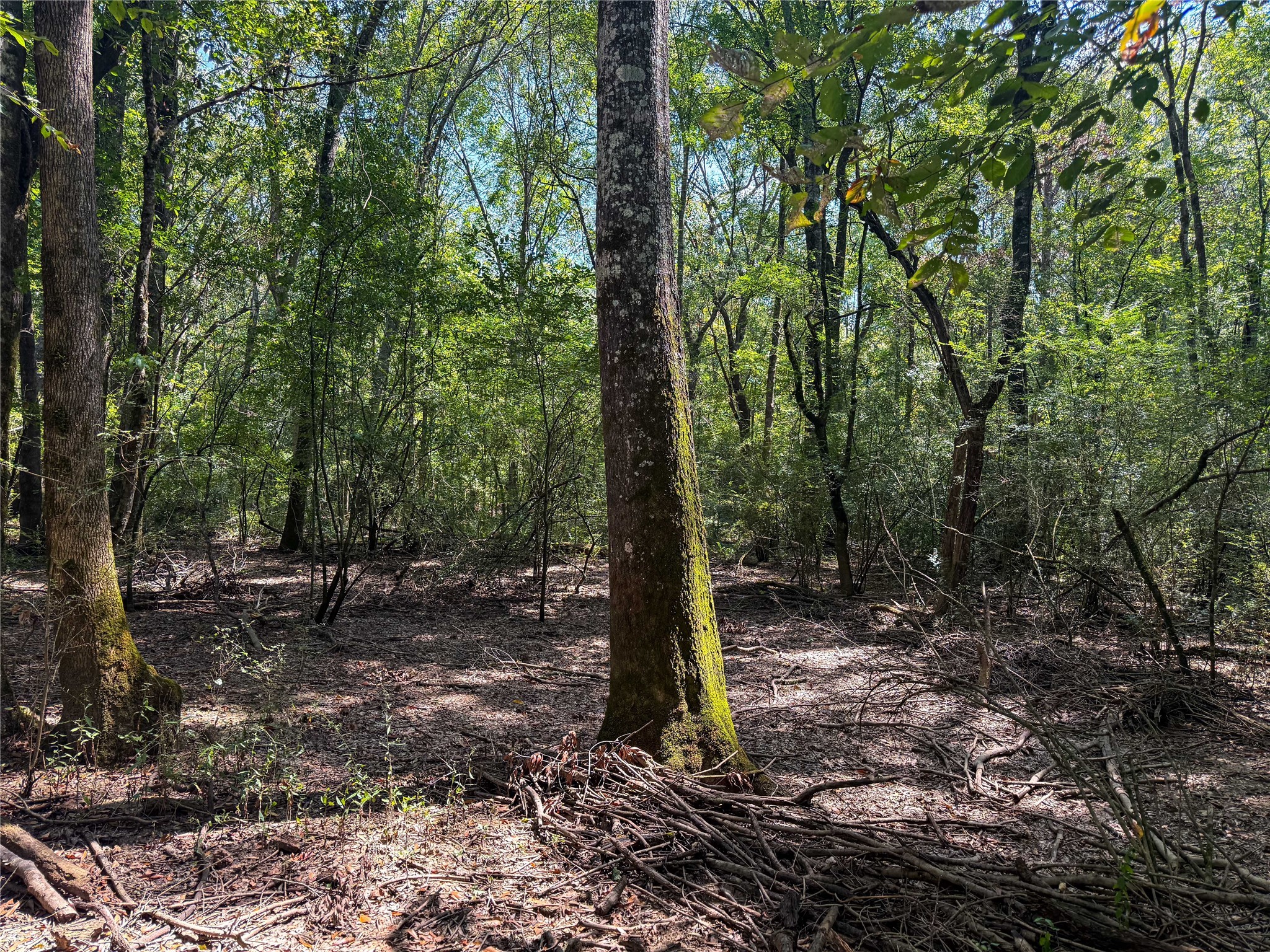 0 County Road 4111 Timpson, TX 75975 - Photo 18 of 18 a view of a forest with trees