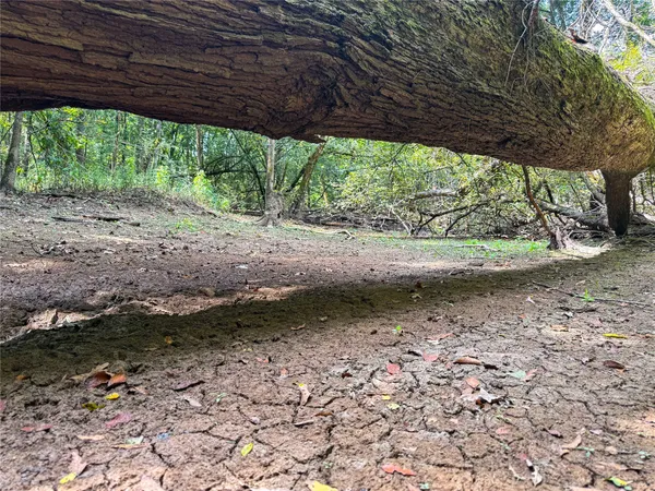 a view of a backyard with large trees
