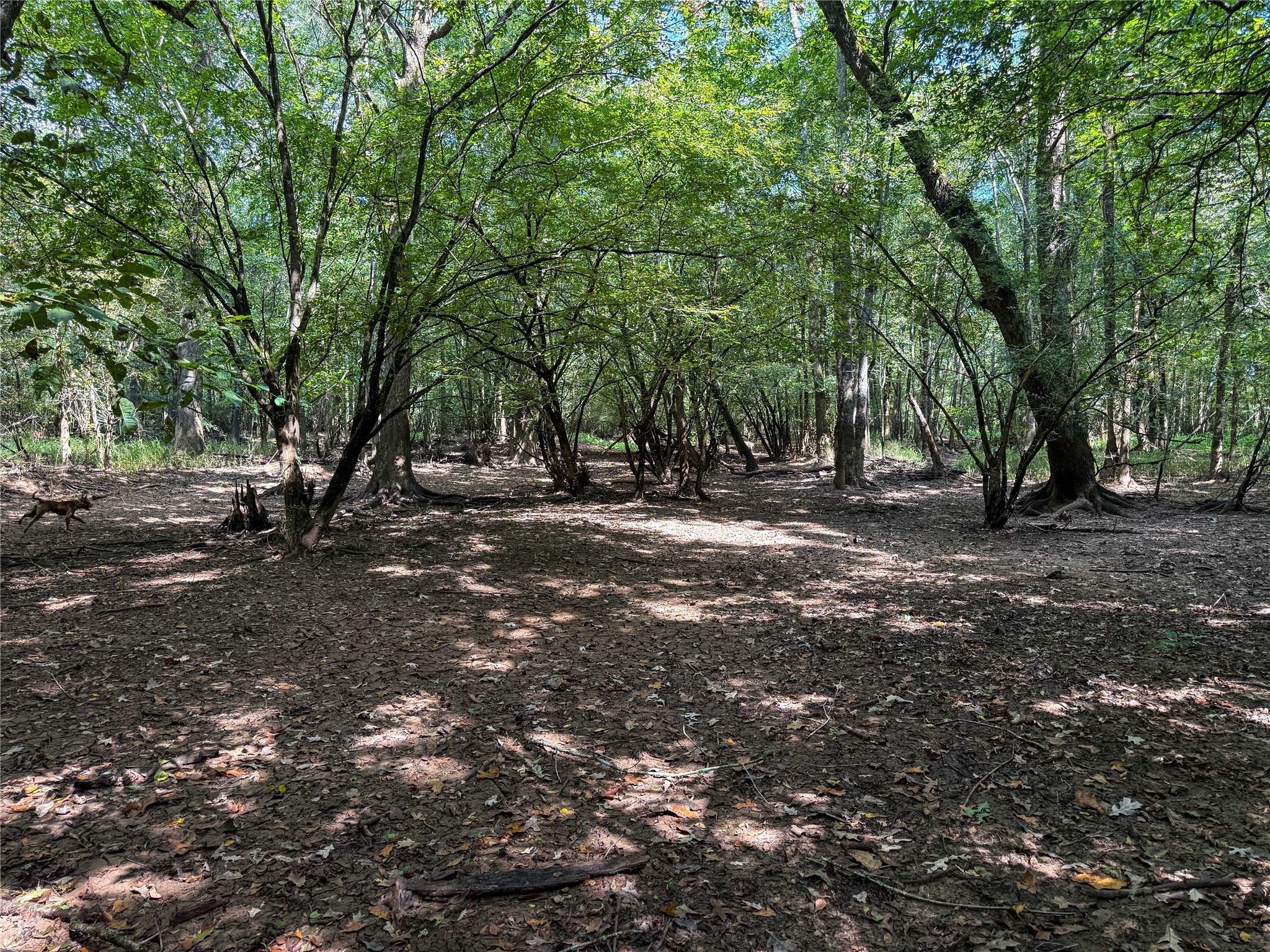 0 County Road 4111 Timpson, TX 75975 - Photo 6 of 18 a view of outdoor space with trees