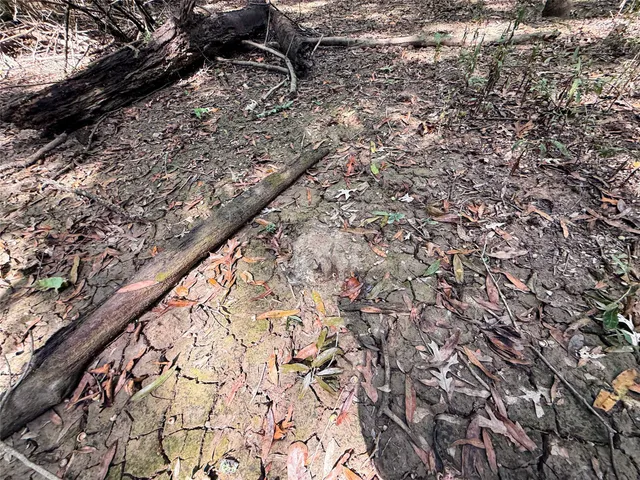 a view of a yard with a tree