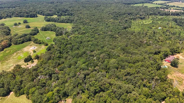 a view of a bunch of trees and bushes