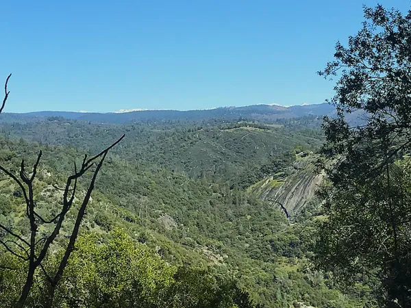a view of a dry yard with green space