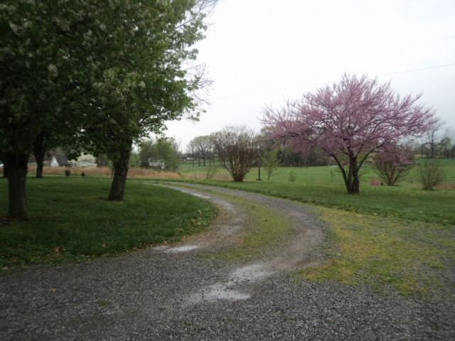 5071 Minnis Road Springfield, TN 37172 - Photo 19 of 20 Treed yard and lined drive way!!