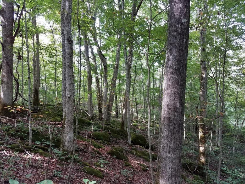 701 Little Pumpkin Valley Road Eidson, TN 37731 - Photo 29 of 36 Photo 29