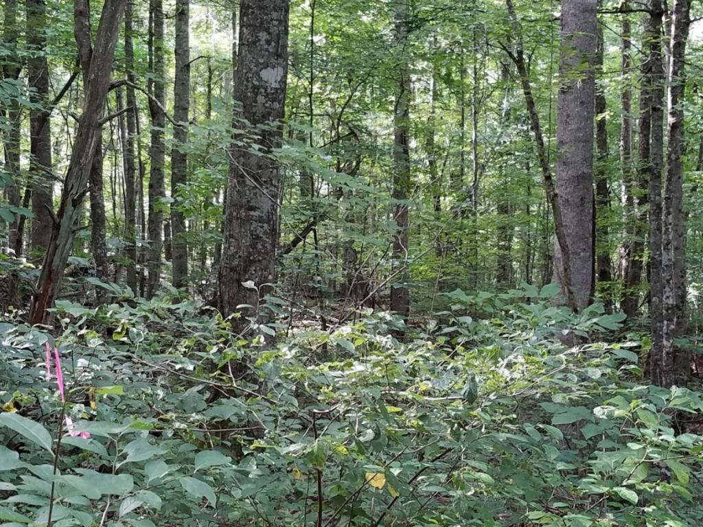 701 Little Pumpkin Valley Road Eidson, TN 37731 - Photo 31 of 36 Photo 31
