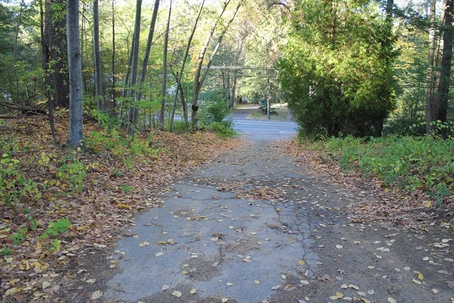 a view of a forest with trees in the background