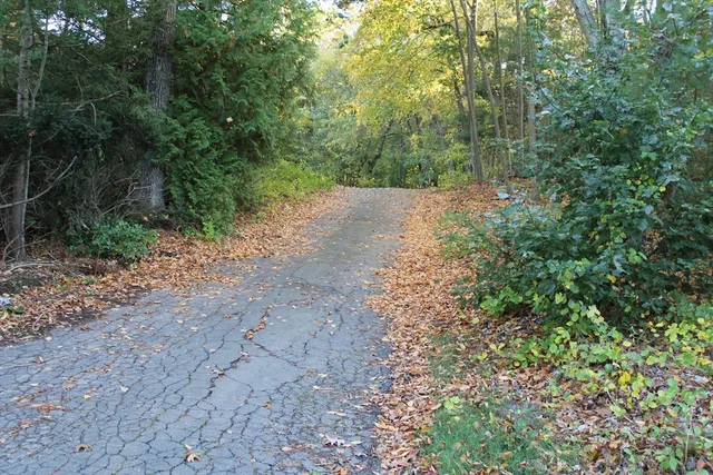 a view of a forest with trees in the background